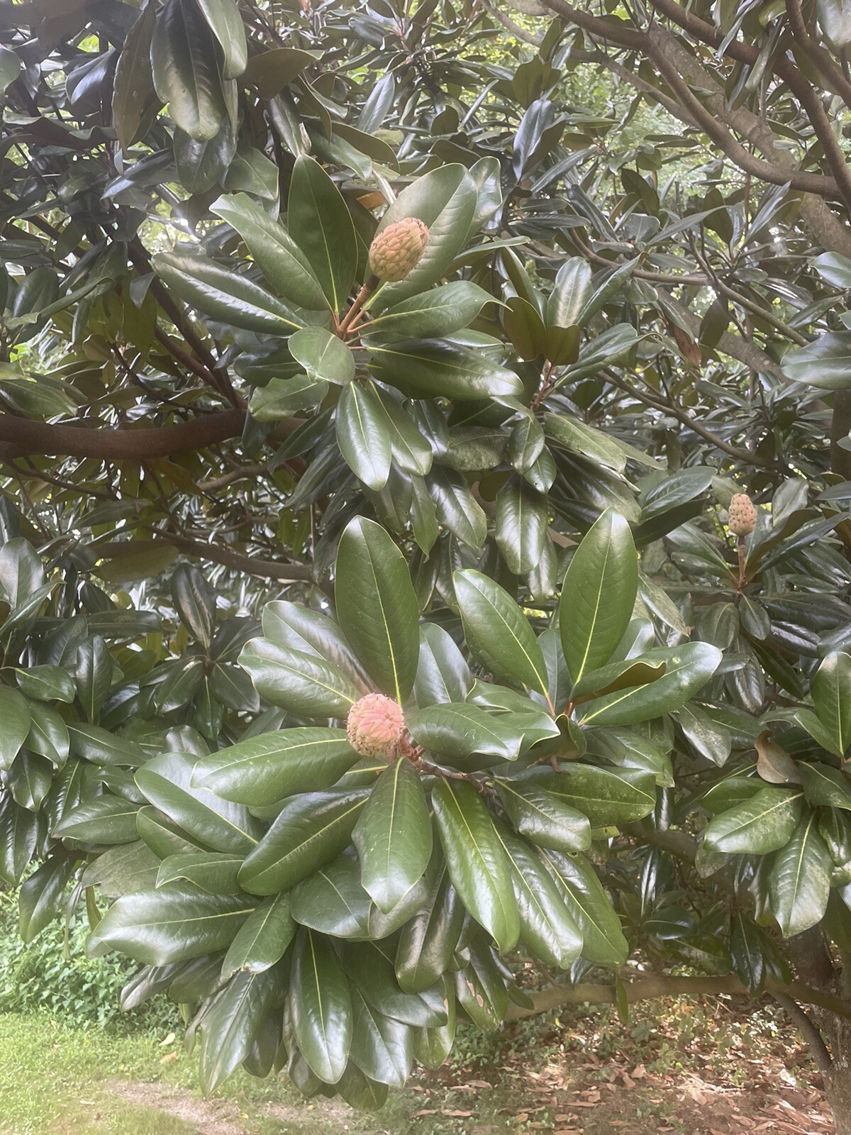 Fresh picked Magnolia Leaves – 25 CT. – Range approx size 5 in. – 10 in.