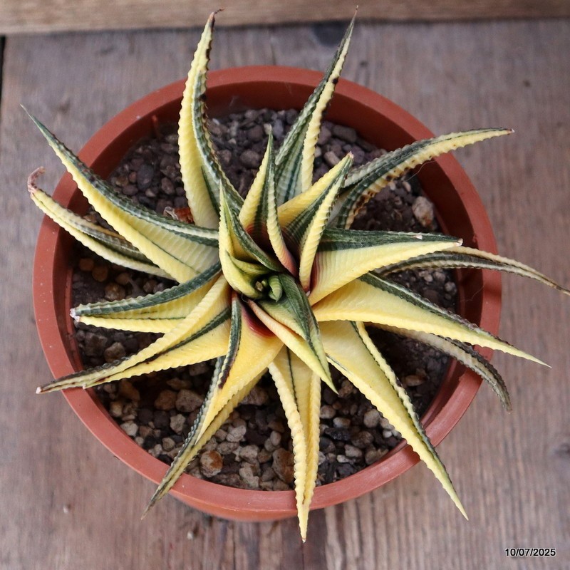 D5207 HAWORTHIA LIMIFOLIA VARIEGATED pot13-H8-W14 cm MaMa Cactus