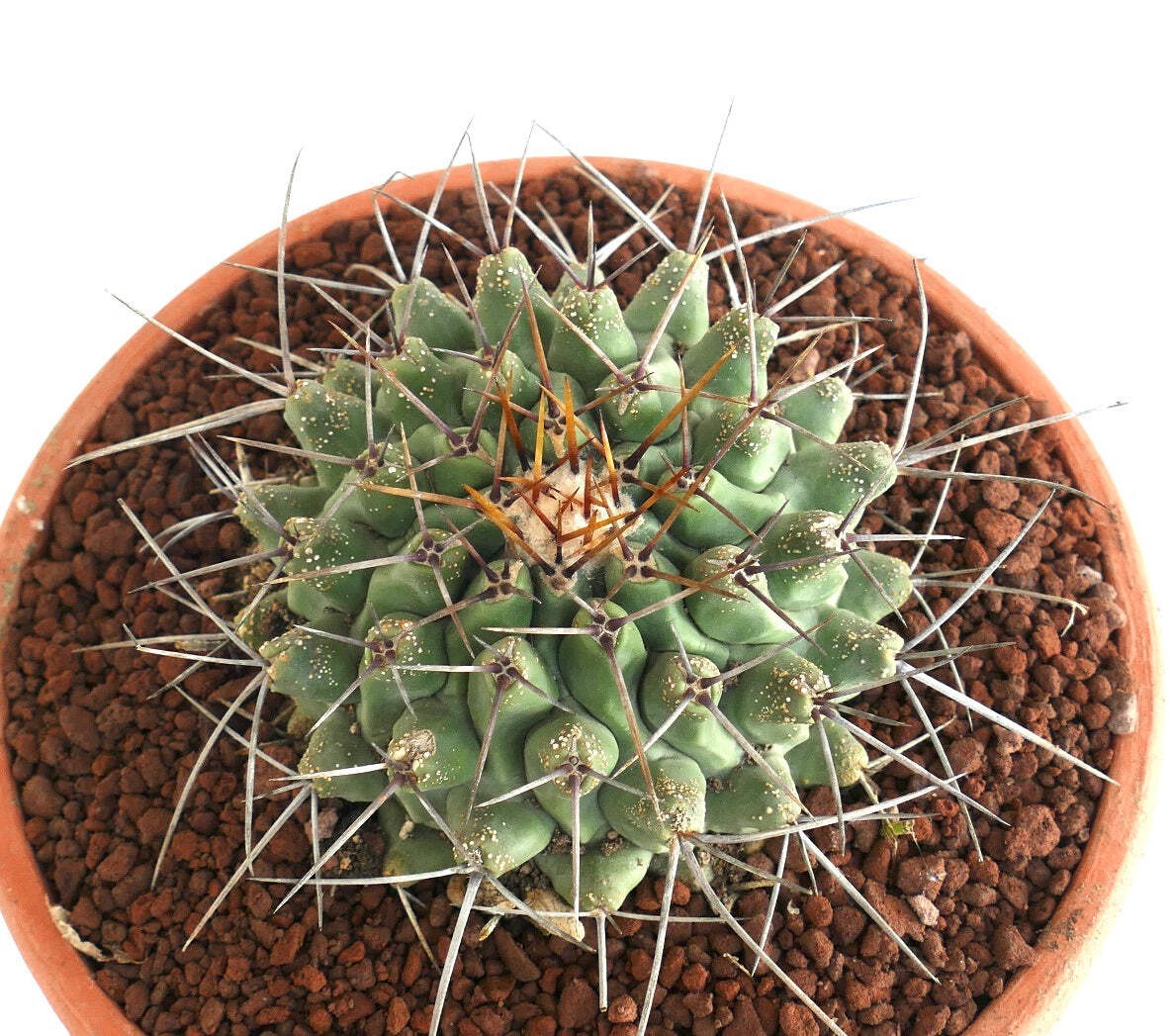 Thelocactus rinconensis SELECTED SPECIMEN – Rincon cactus | Thelocactus