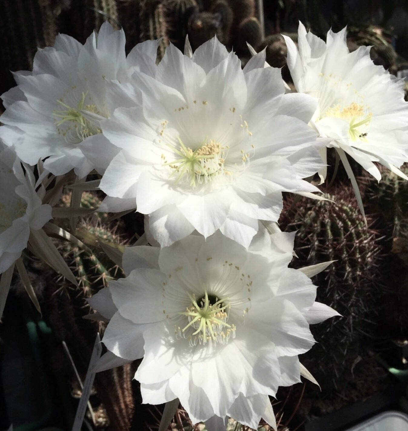 Echinopsis columnaris 100 SEEDS – Columnar cactus | Echinopsis columnaris