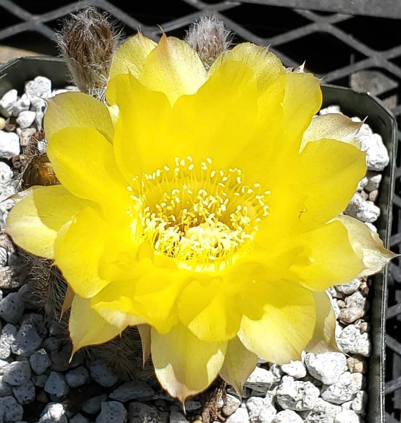 Echinopsis aurea var. leucomalla R116 10 SEEDS – Golden torch cactus | Yellow to