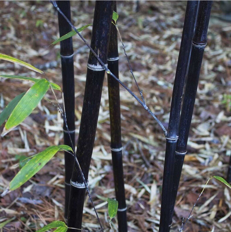100 BLACK Bamboo Seeds – Phyllostachys nigra – Hardy Rare Plant