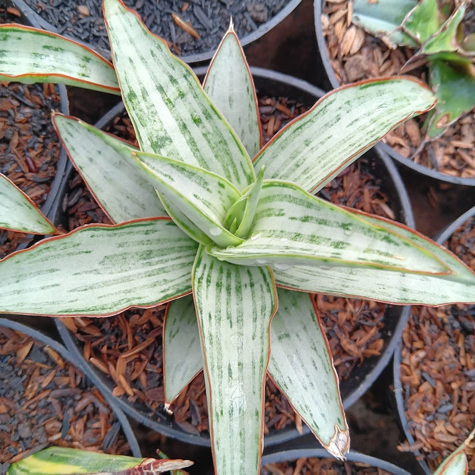 Sansevieria Hybrid Dama Rare Uniqe Snake Plant