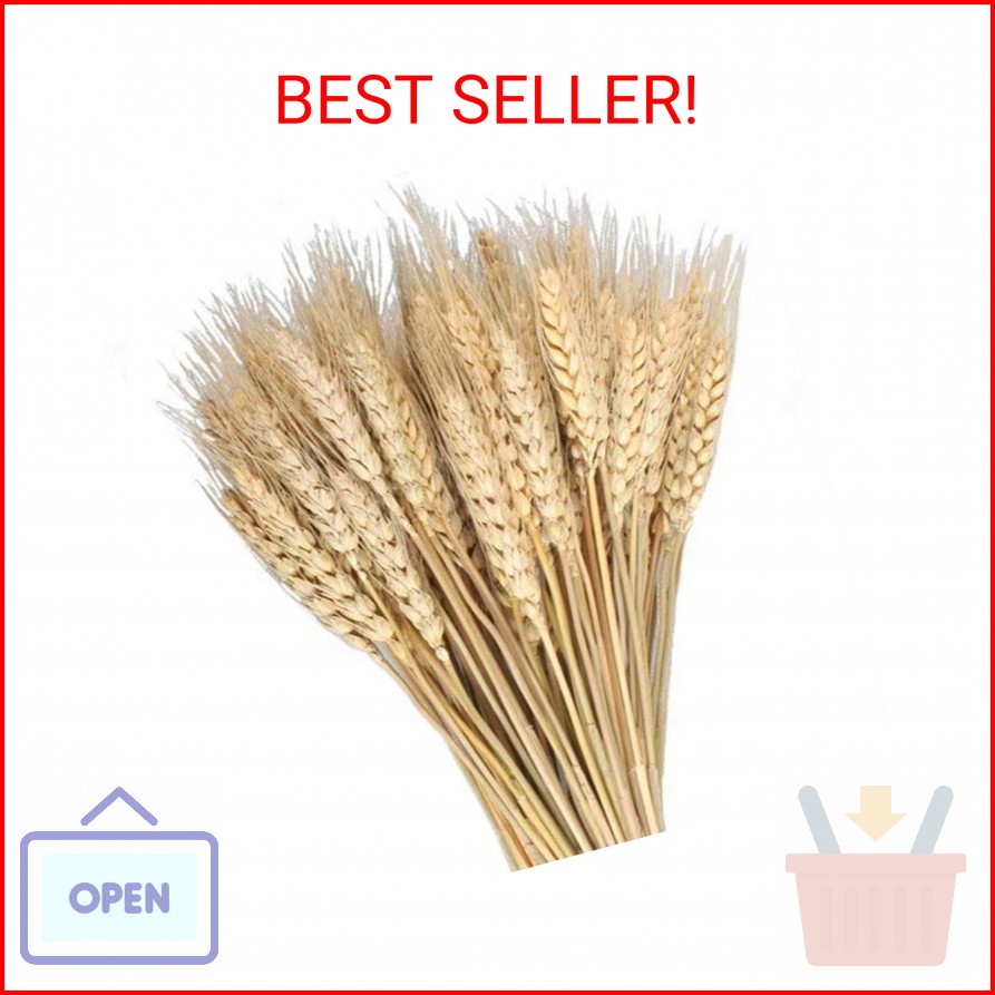 MHMJON 100 Pcs Dried Wheat Sheaves Bundle Golden Natural Wheat Bouquet Bunch Dri