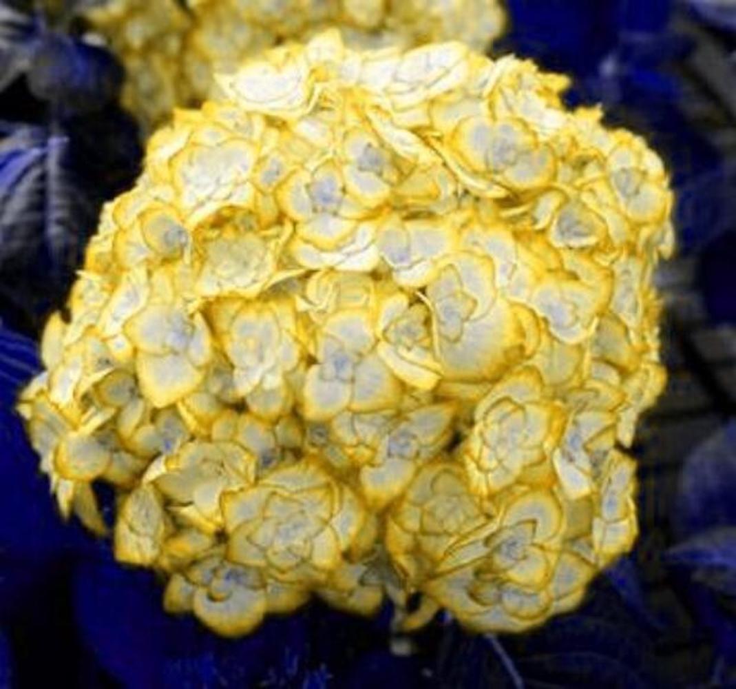 (10) HYDRANGEA SEEDS rare exotic flower bloom garden plant USA SELLER W/TRACK