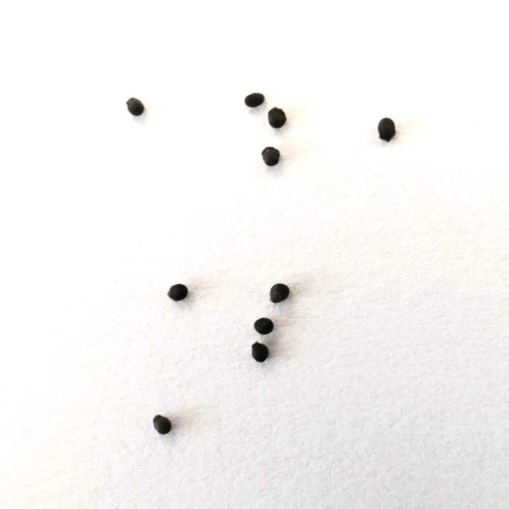 Parodia ayopayana SEEDS – Ayopaya parodia | Ayopaya ball cactus