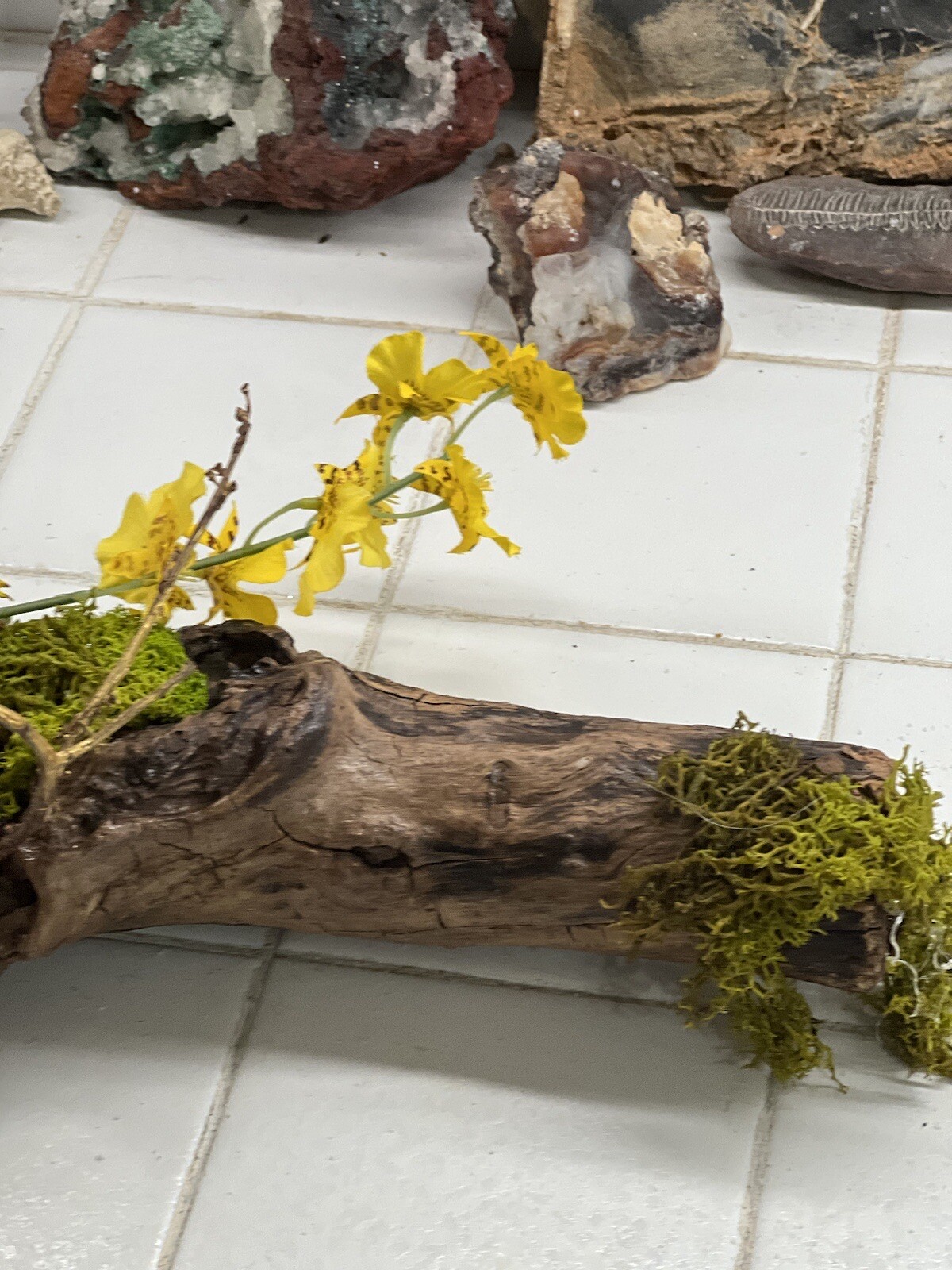 ONE OF A KIND FLORAL ARRANGEMENT REAL WOOD BASE ORCHIDS BITTERSWEET MOSSES