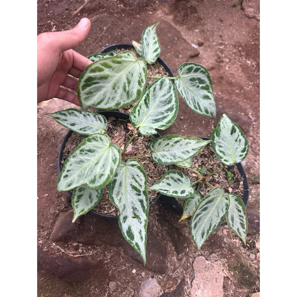 Anthurium silver Chrome Mutation Unique Live Tropical Exotic Plant Rare PL152