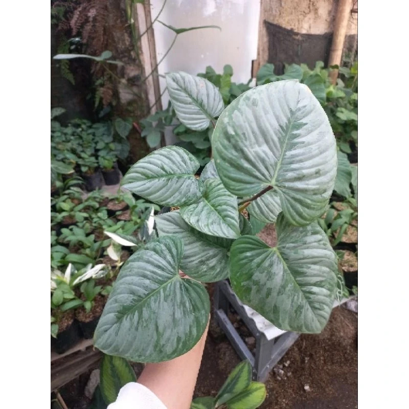 Philodendron Sodiroi Unique Live Tropical Exotic Plant Rare PL128