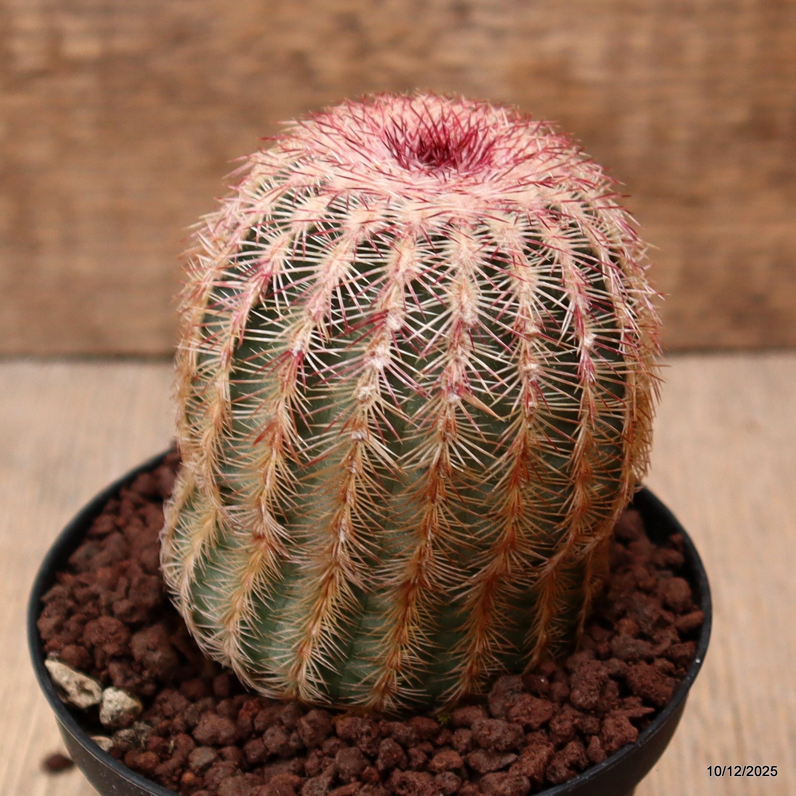 D7768 ECHINOCEREUS RIGIDISSIMUS pot10-H9-W7 cm MaMa Cactus