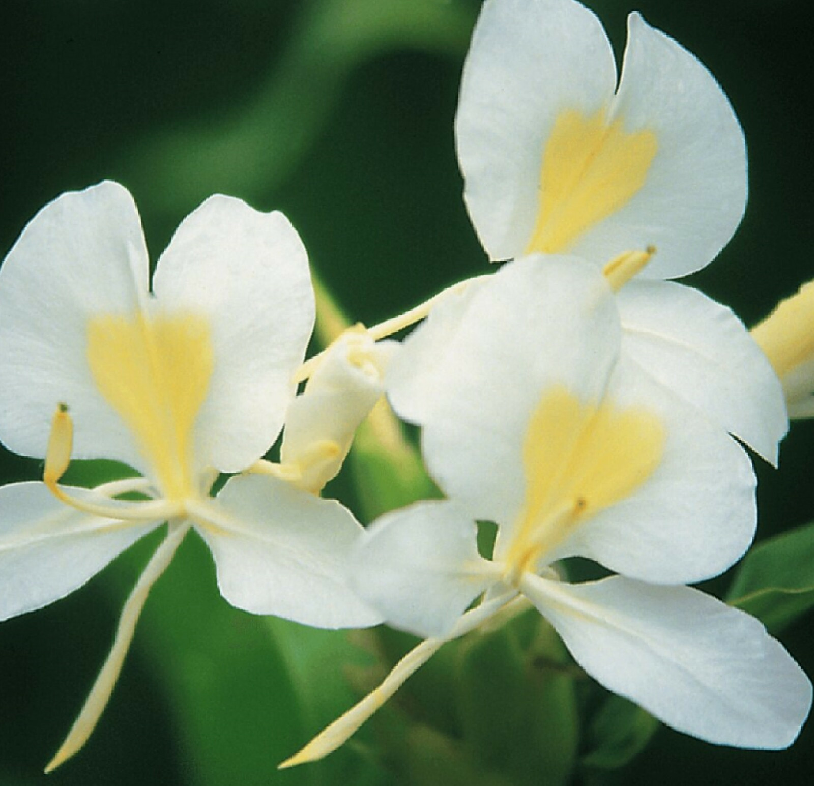 2 HAWAIIAN WHITE GINGER ROOTS – Easy to Grow – Blooms Very Fragrant