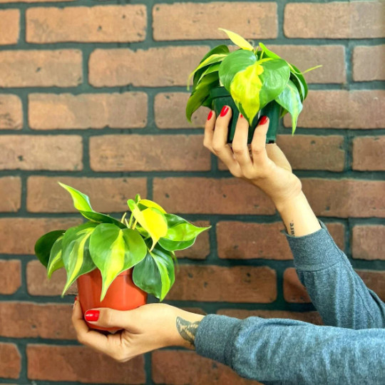 Philodendron Brasil Brazil in 4 inch Pot | Trailing Plant | Live Houseplant Vine