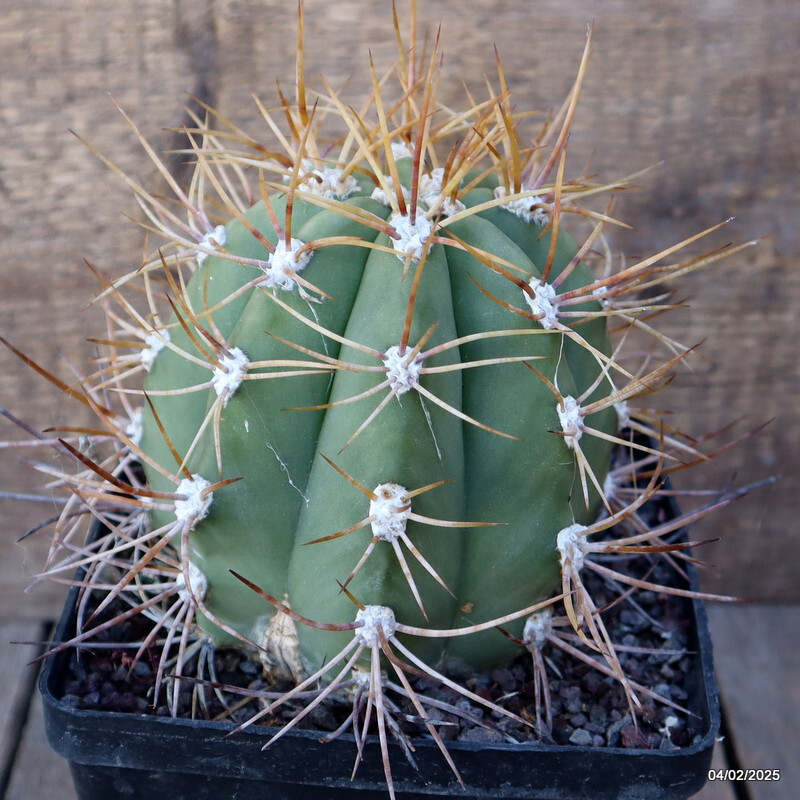 A7009 CEREUS PASACANA pot14-H14-W13 cm MaMa Cactus