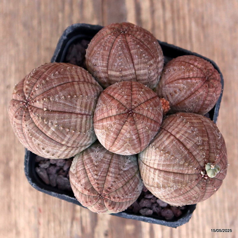D4176 EUPHORBIA OBESA MULTIHEADS pot8-H6-W10 cm MaMa Cactus