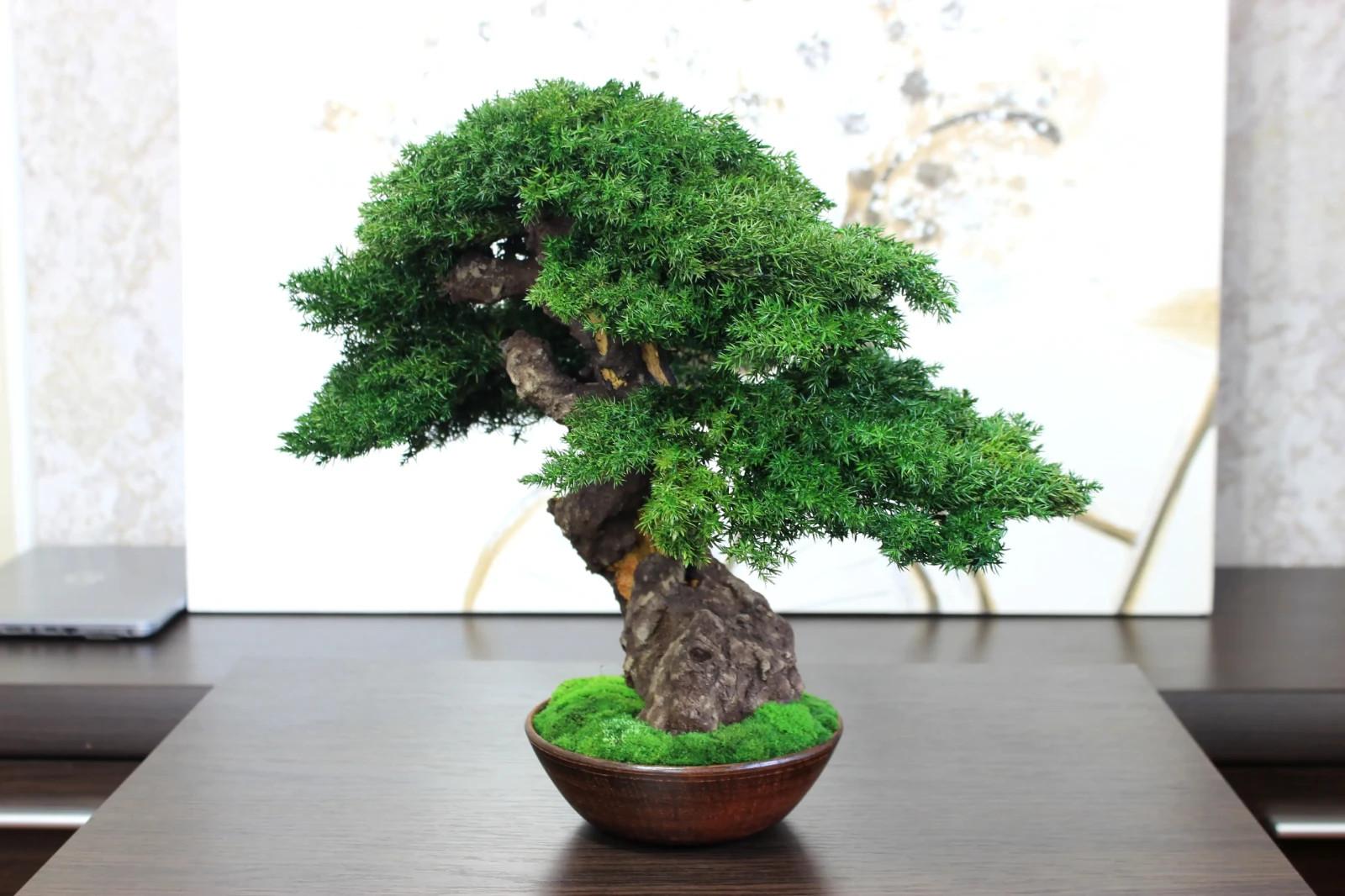 Exclusive Preserved Juniper Bonsai – Interior Art Sculpture. 37 cm / 14,6″