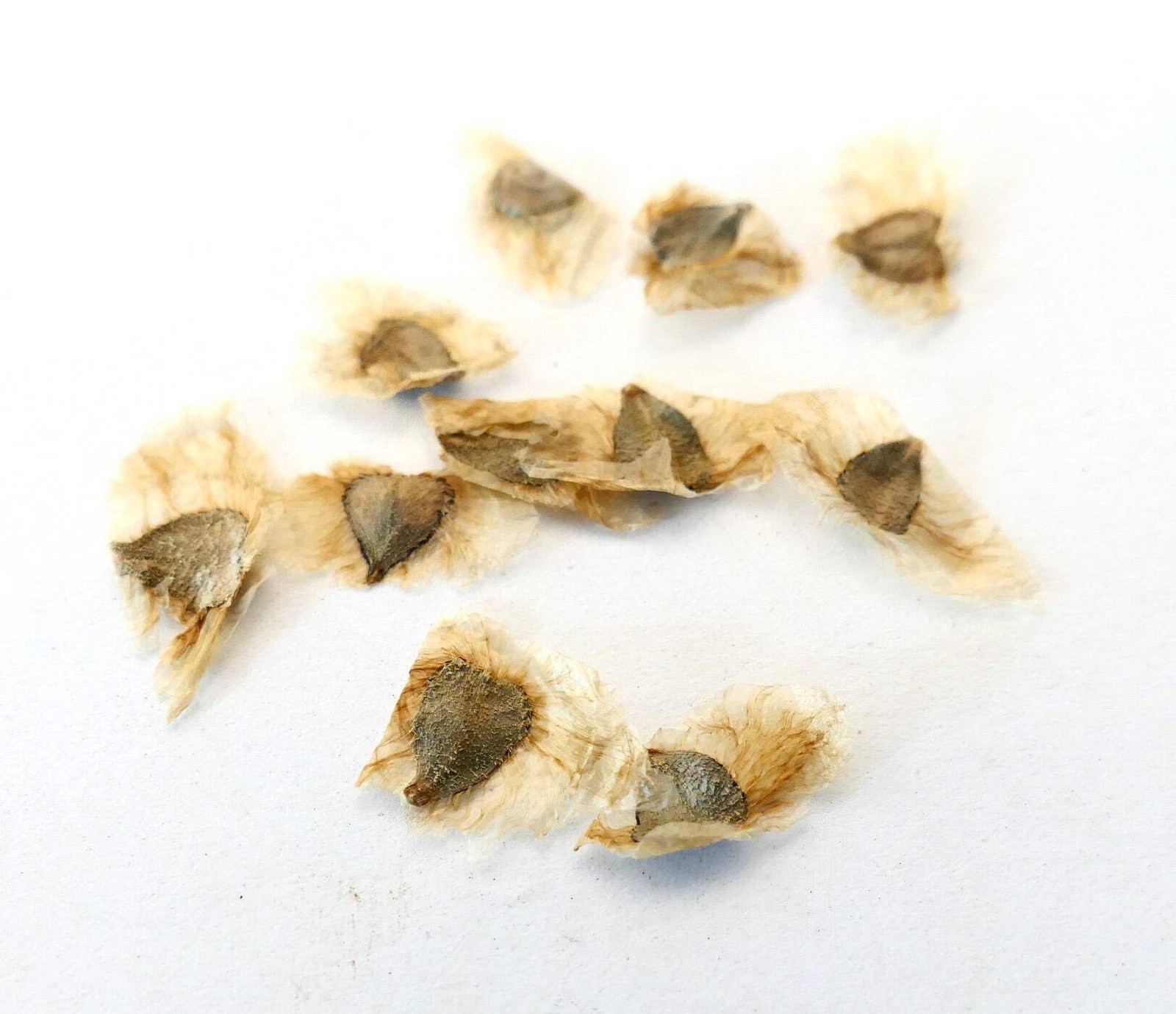 Pandorea jasminoides WHITE FLOWERS SEEDS – Bower Vine | Bower of Beauty
