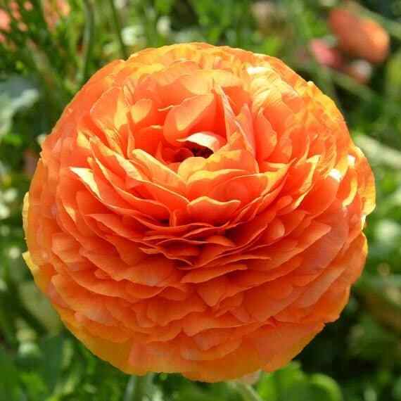 Ranunculus asiaticus ‘Tecolote Sunset’ Persian Buttercup Bulbs Tubers Deer &