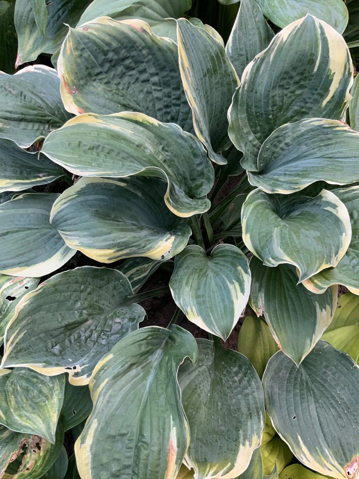 Hosta “Inspire Greatness “ Plantain Lily Plant Shipping Spring 2026