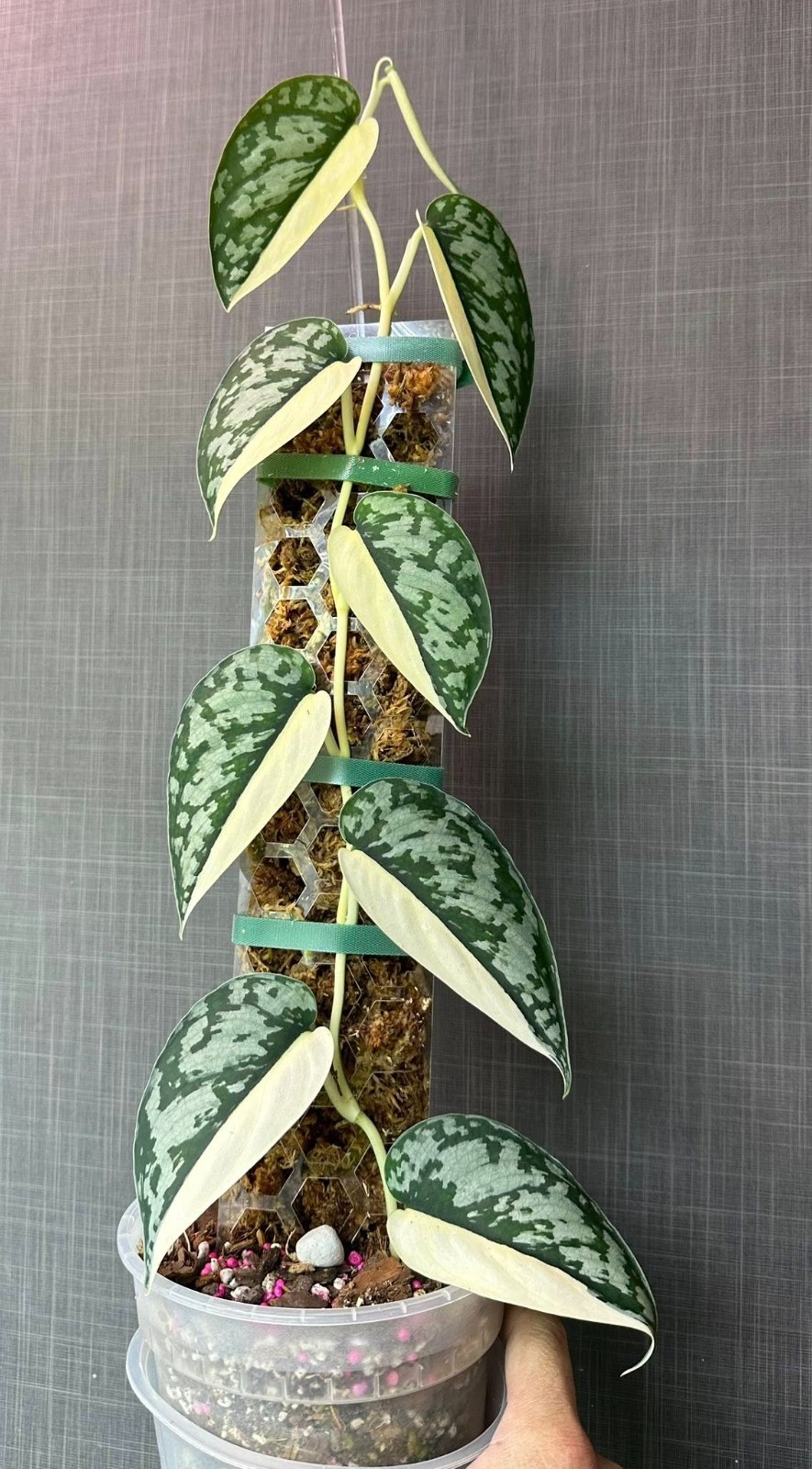 Scindapsus Mariposa, Rare Variegated, Real Picture, Aroid Houseplant