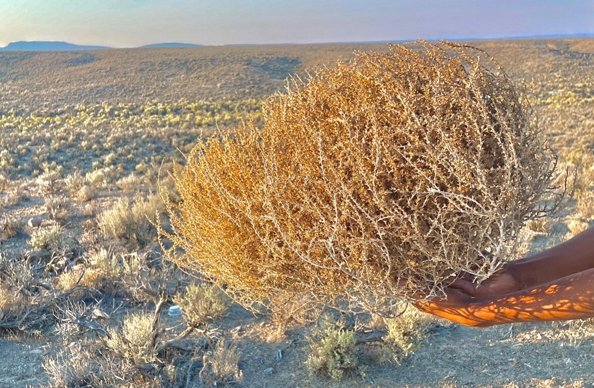 Tumbleweeds ! BEST and FULL LARGE Size! 16”-19” Natural Western Decor Nevada USA