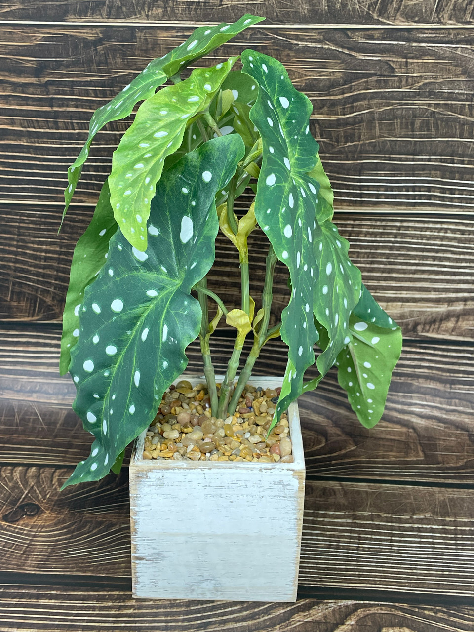 13″ Potted faux Angel Wing Spotted Begonia silk plant in White wood box – Home D