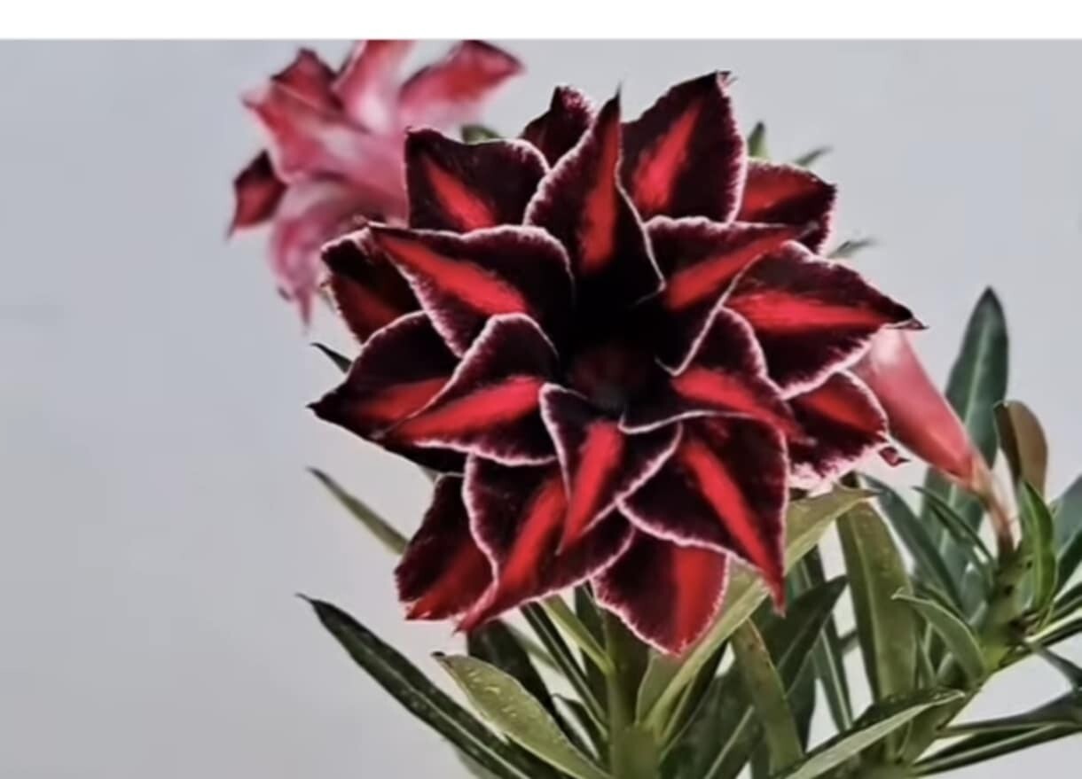 adenium plant
