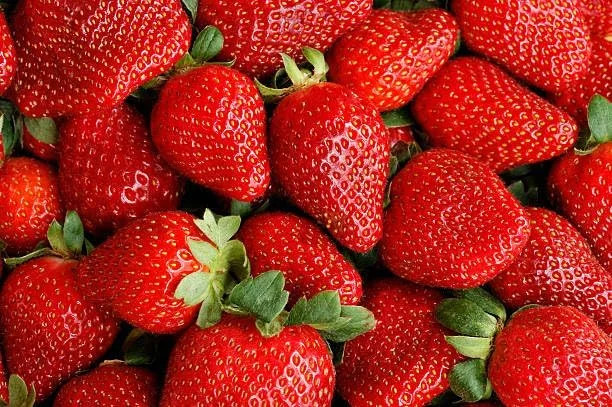 Cream Strawberry Seeds for Planting (Akihime Variety), 2000+ Heirloom Non-GMO Se