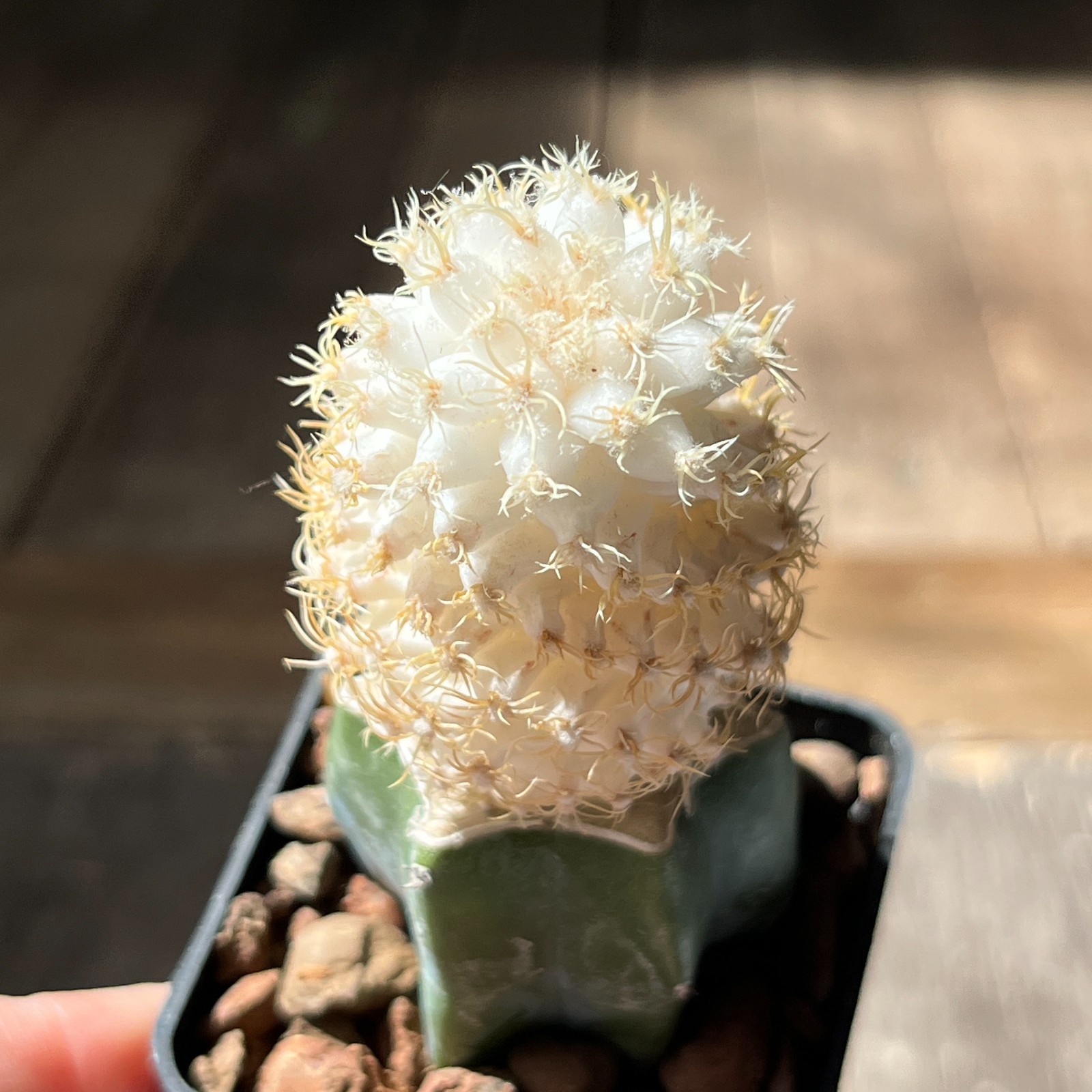A30-248 Thelocactus bicolor v. bolonsis f. variegata, grafted