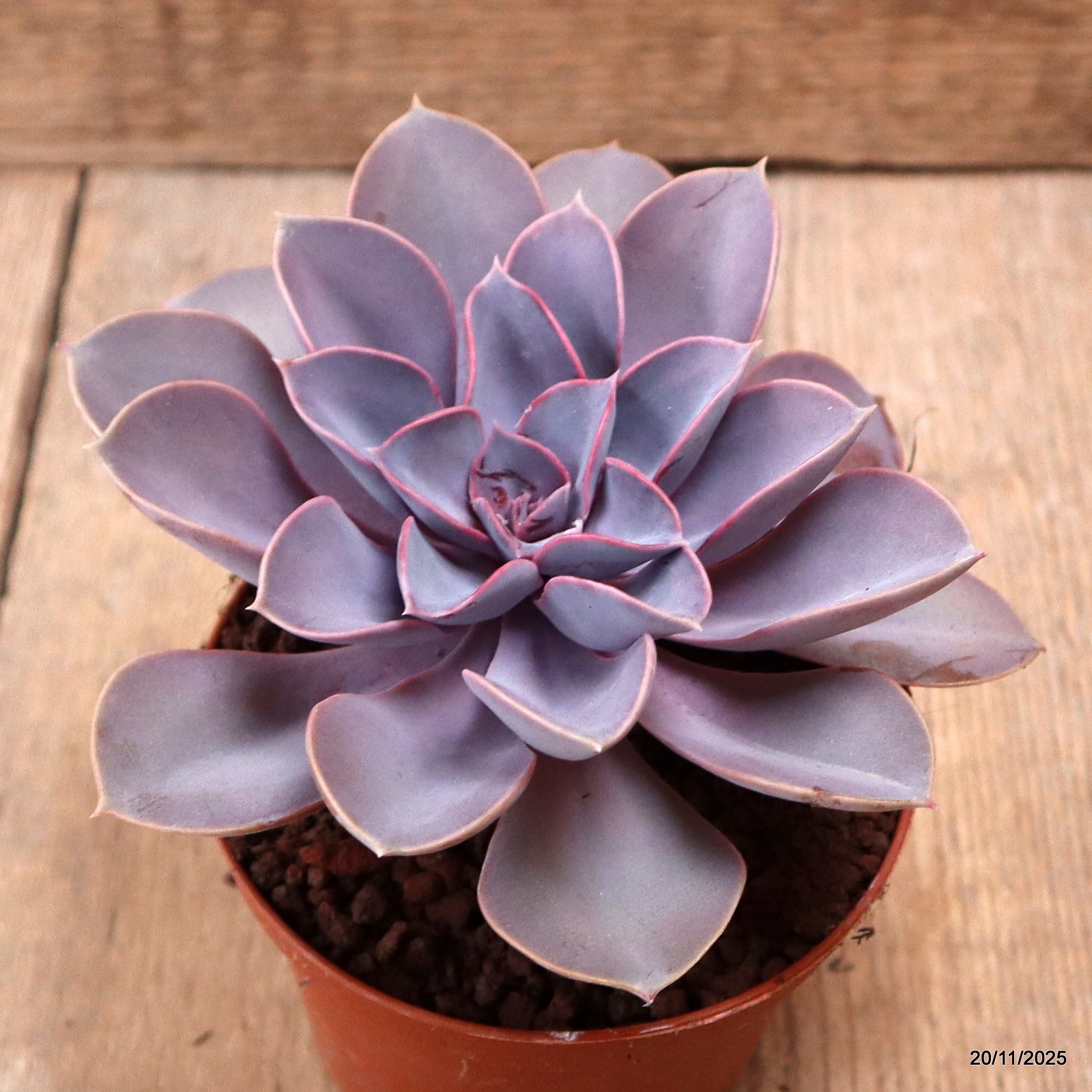 D7455 ECHEVERIA PERLA DI NORIMBERGA pot10-H8-W14 cm MaMa Cactus
