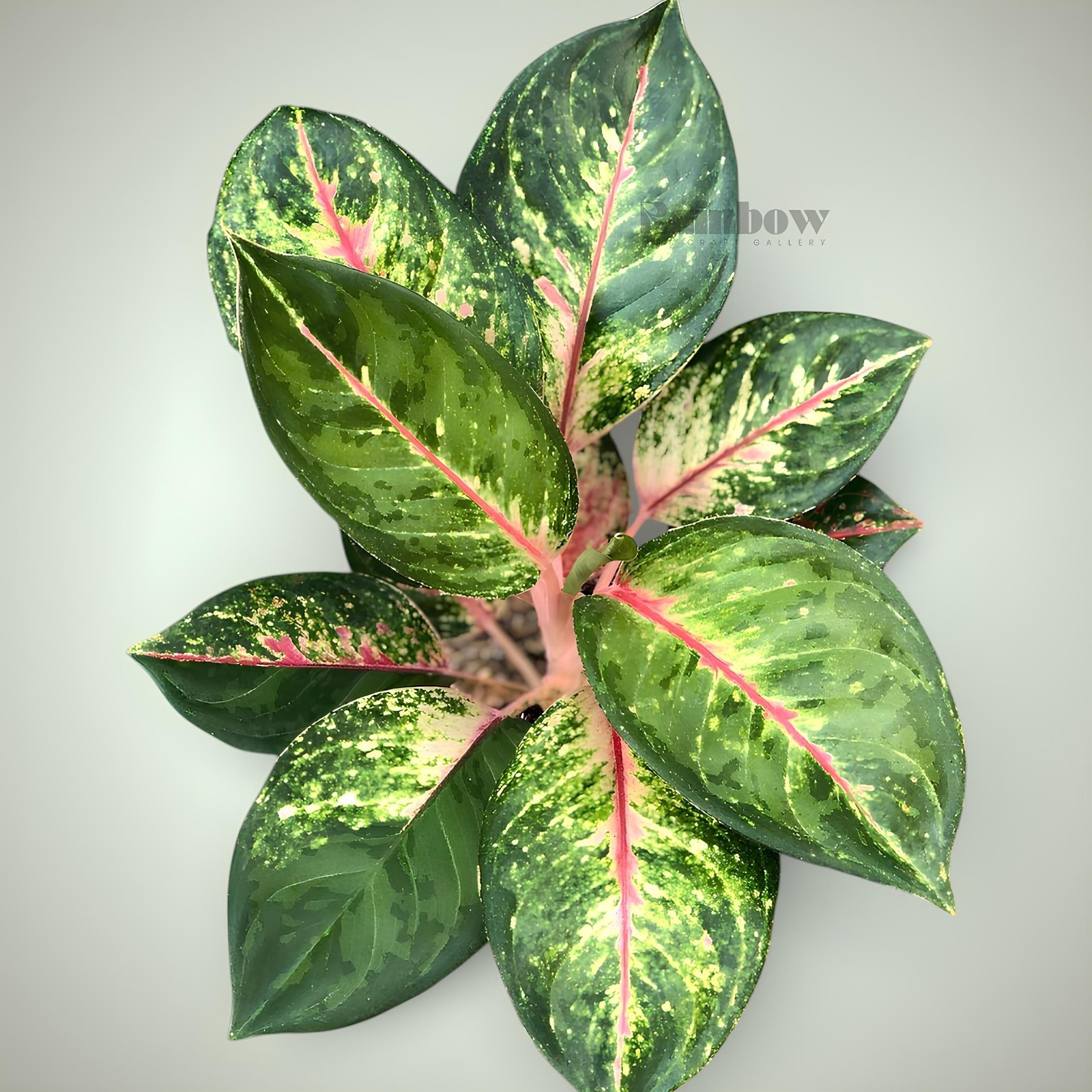 Aglaonema Red Imelda Beatiful Ornamental Plant