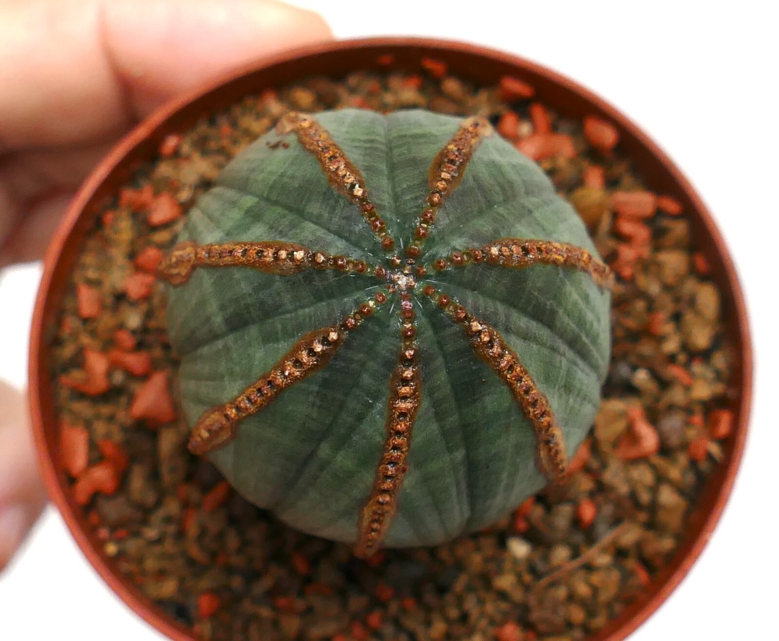 Euporbia obesa BROWN LINES on ribs VERY OLD 555 (botanical archive) no crested