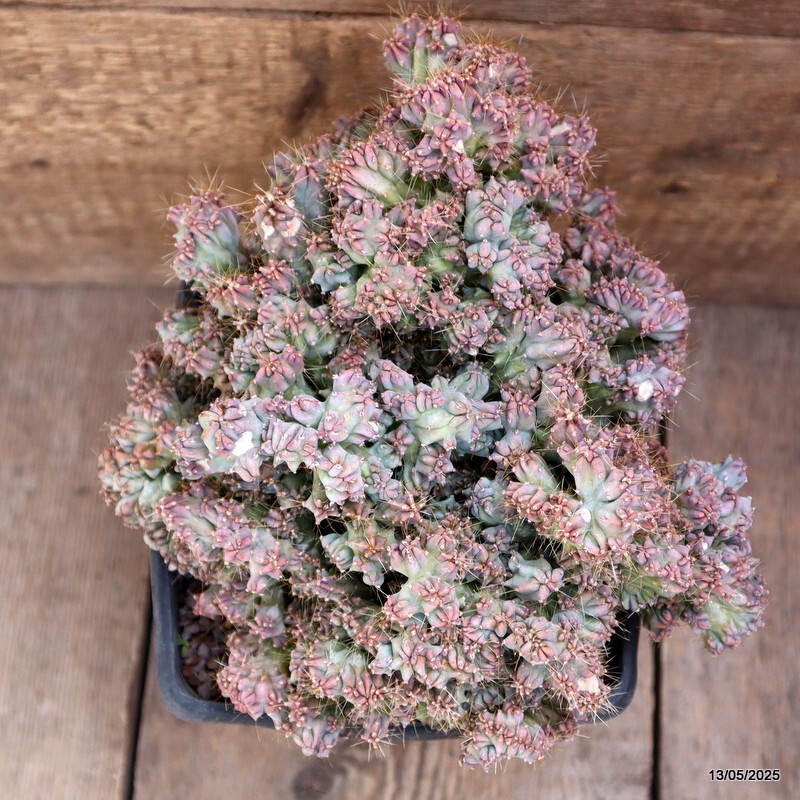 D4094 MYRTILLOCACTUS GEOMETRIZANS STRICTUS pot15-H20-W25 cm MaMa Cactus