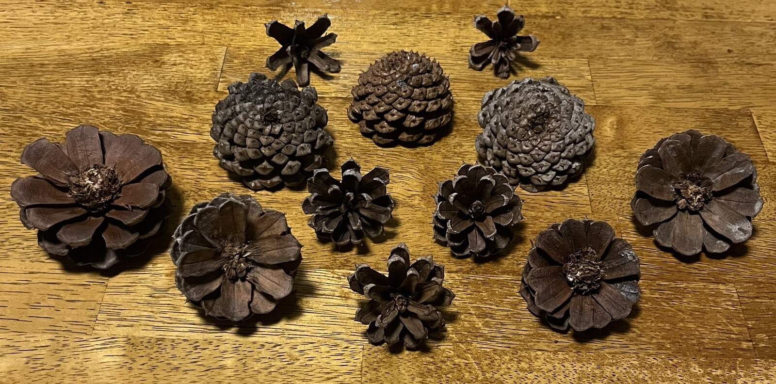 1 Dozen Pine Cone Flowers/Pine Cone Succulent-Hand Cut/Rustic