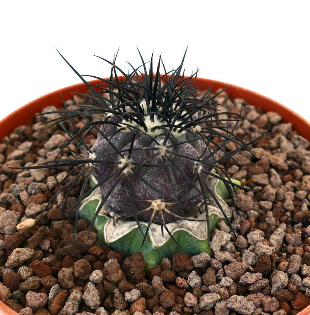 Copiapoa griseoviolace VERY STRONG SPINES GRAFTED – Gray Copiapoa | Purple Copia