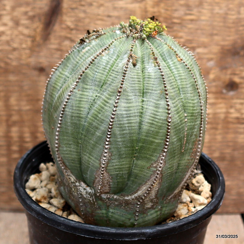 D1579 EUPHORBIA OBESA ARROW VERY OLD pot 12 cm H 9 cm W 9 cm MaMa Cactus