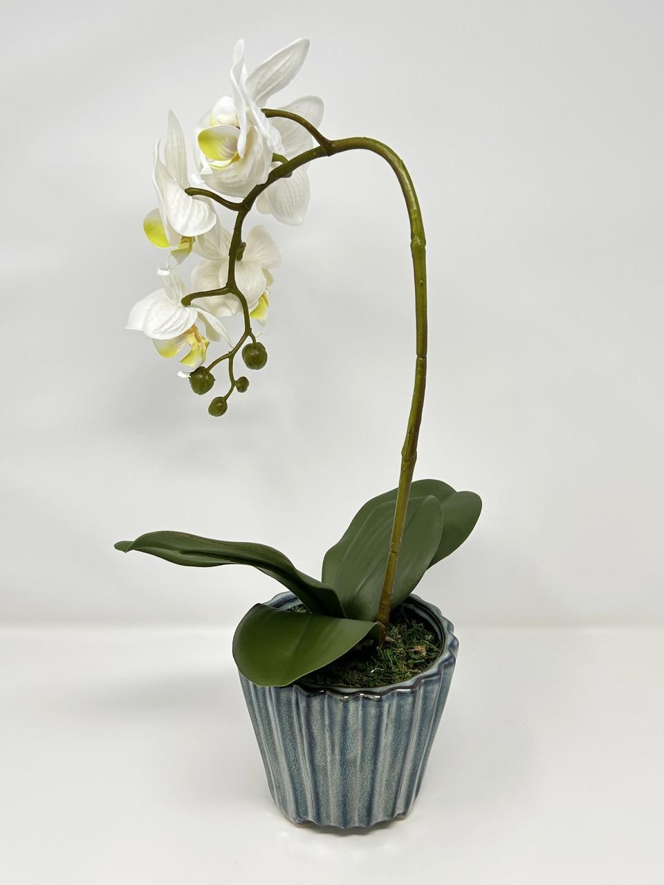 16″ Lg WHITE Phalaenopsis ORCHID silk flower planter, 4″ Blue ceramic footed pot