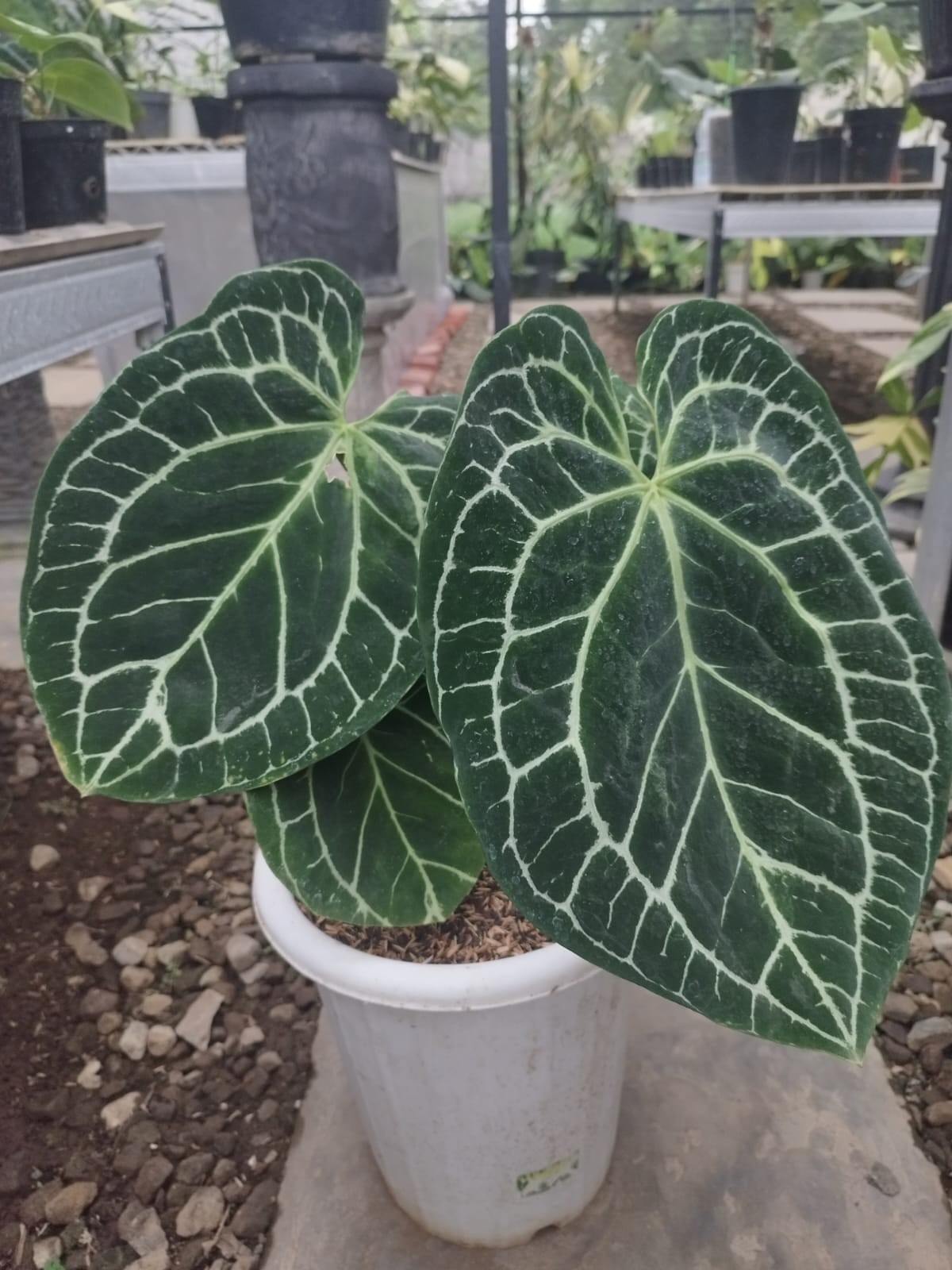 Anthurium King Clarinervium Big Leaves