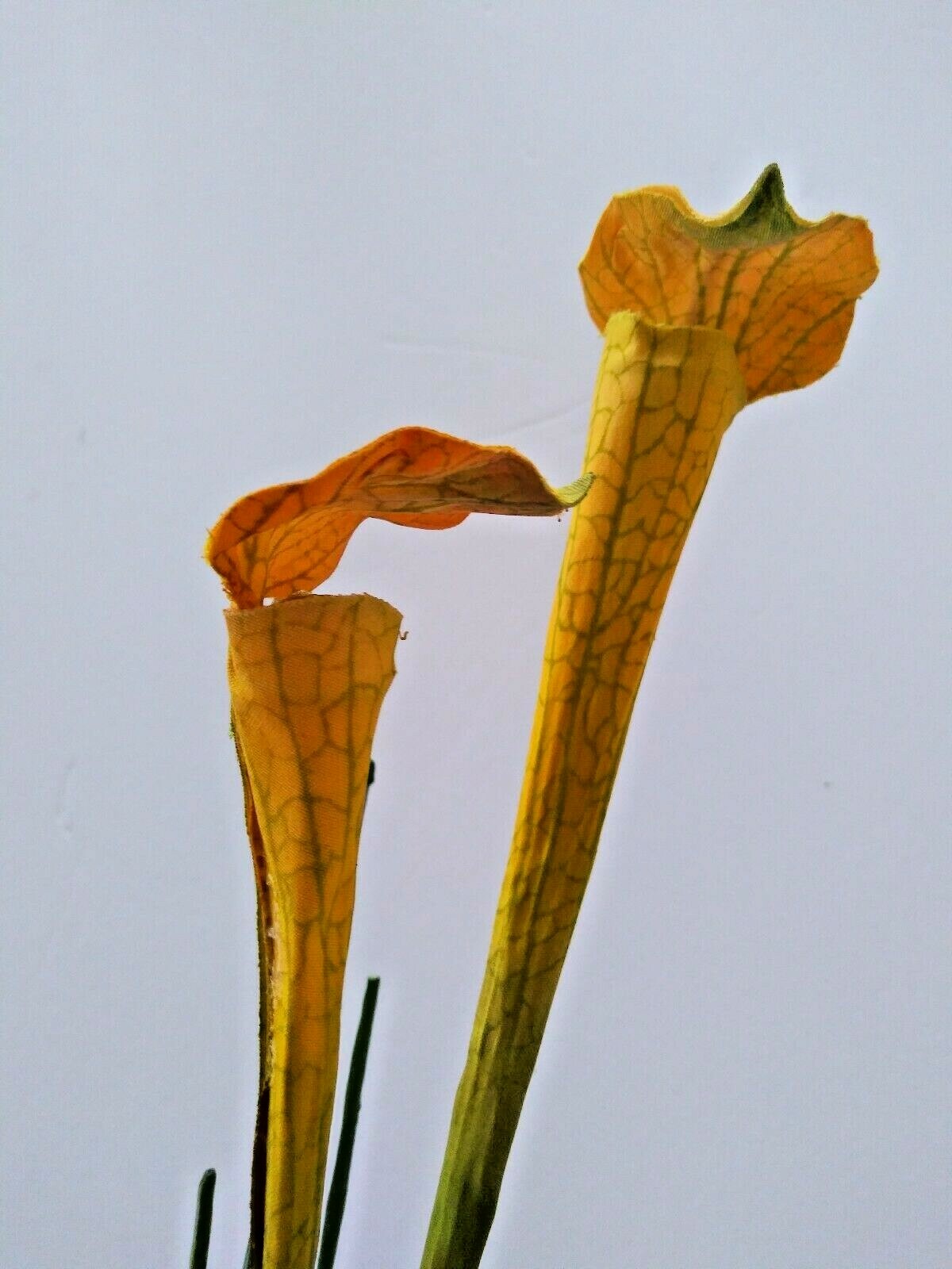 21″ Mini Yellow Pitcher Plant Stems. Silk Flower Floral Arrangements.