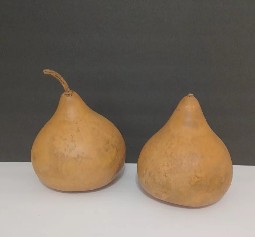 Organic Natural Calabash With Seeds Decorative Pieces 2