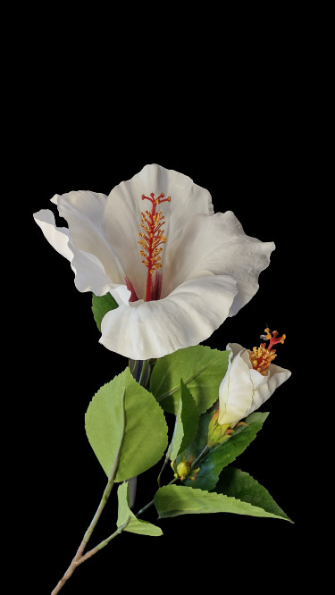 Large Cream Hibiscus stem silk flowers
