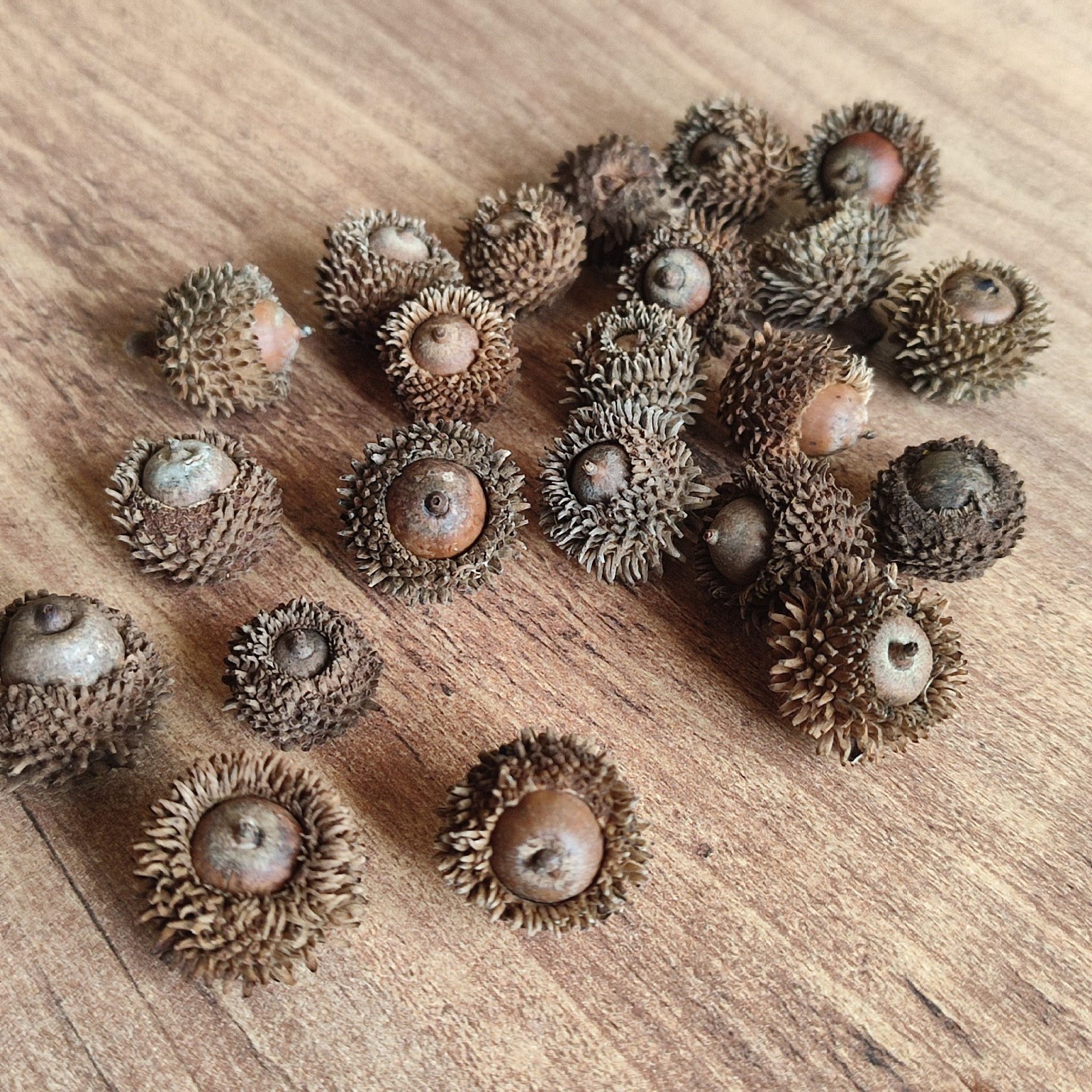 50 Pcs Real Dried Overcup Oak Acorns | Natural Cleaned and Baked Acorns