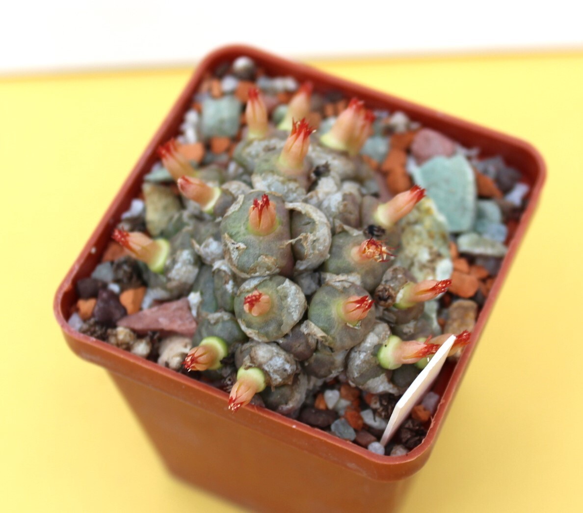 Conophytum angelicae big smooth head MG 1410.61/6599/ D55mm grown from seeds