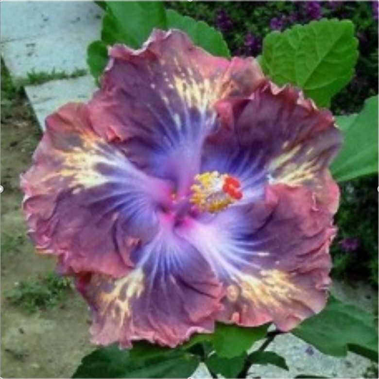 (10) HIBISCUS SEEDS perennial flower garden bed bush plant USA SELLER W/TRACK