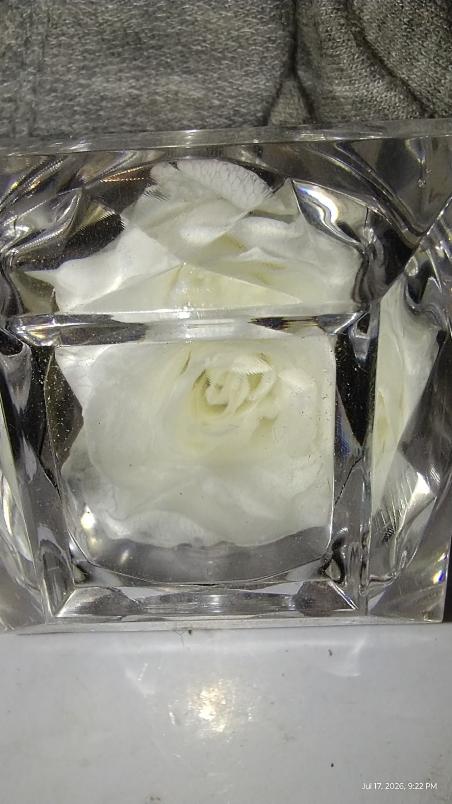 REAL PRESERVED ROSES • SET OF 5 BEAUTIFUL COLORS