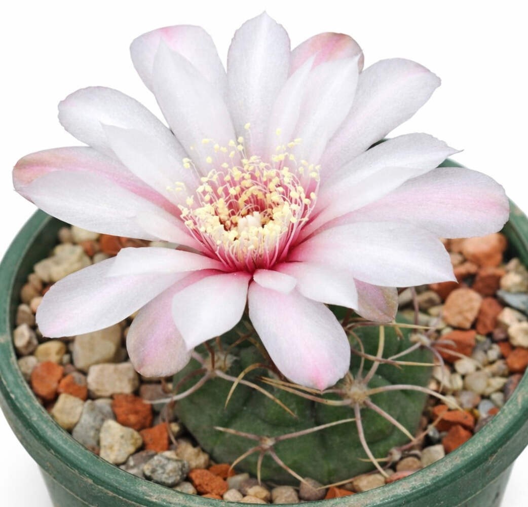 Gymnocalycium kroenleinii SEEDS – Rare Cactus SEEDS