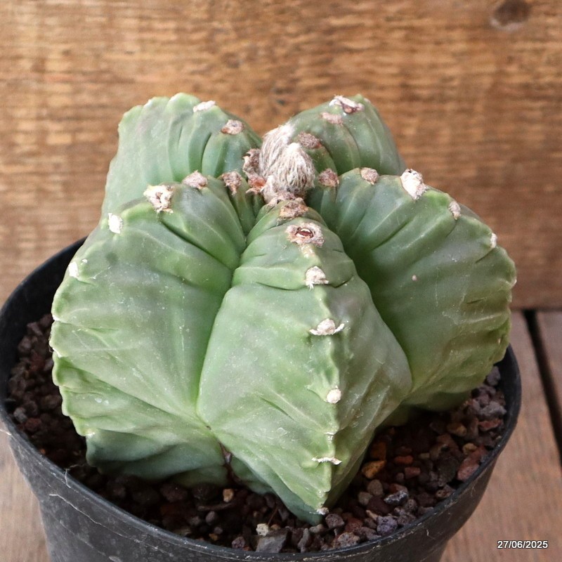 D4923 ASTROPHYTUM MYRIOSTIGMA KIKKO NUDUM pot14-H10-W13 cm MaMa Cactus