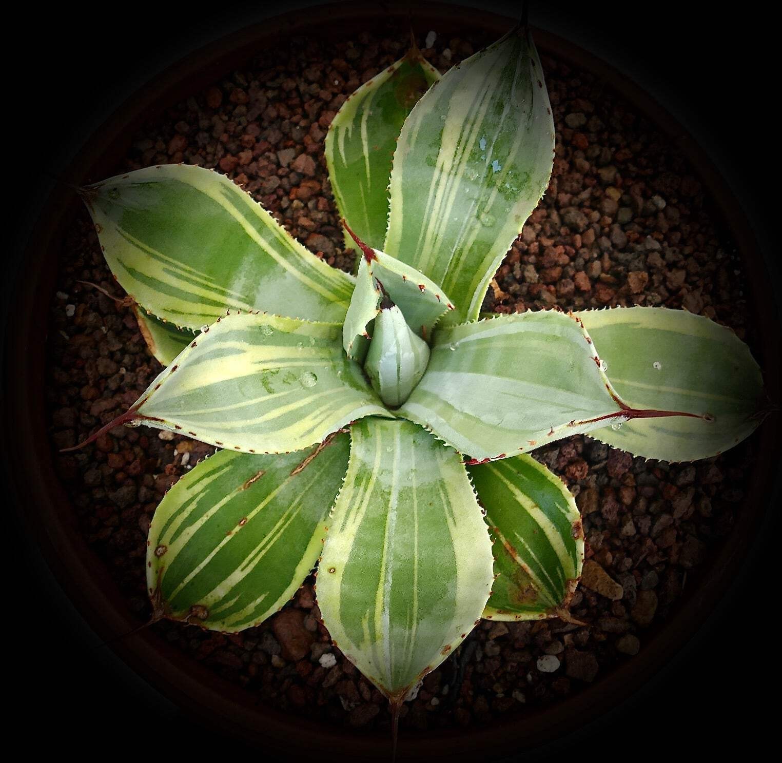 Agave parryi var truncata cv ‘Lime streak’ VARIEGATED 10-20cm | Artichoke agave