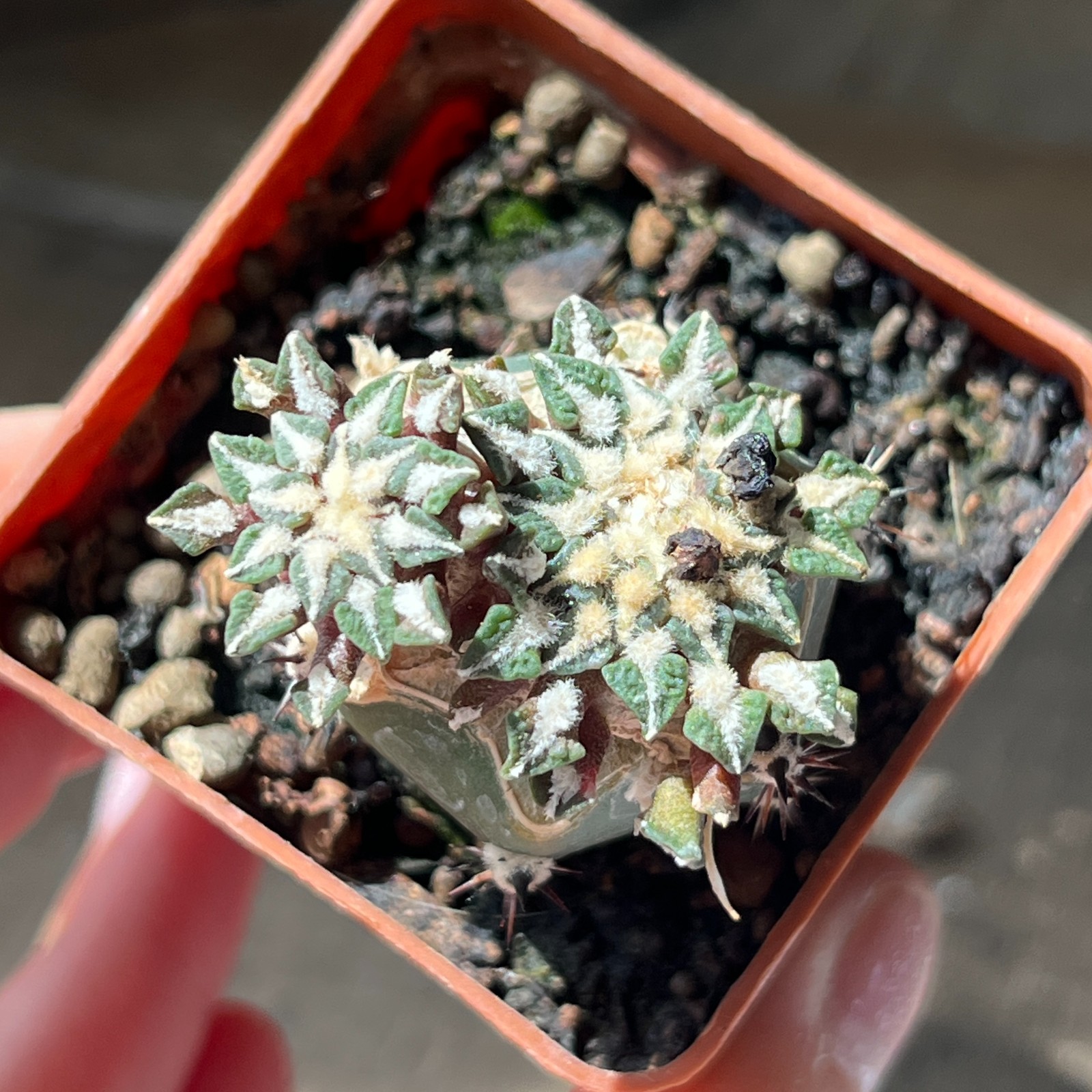 A9-1323 Cactus kotschoubeyanus, VM756, Santa Ana, Tam, grafted