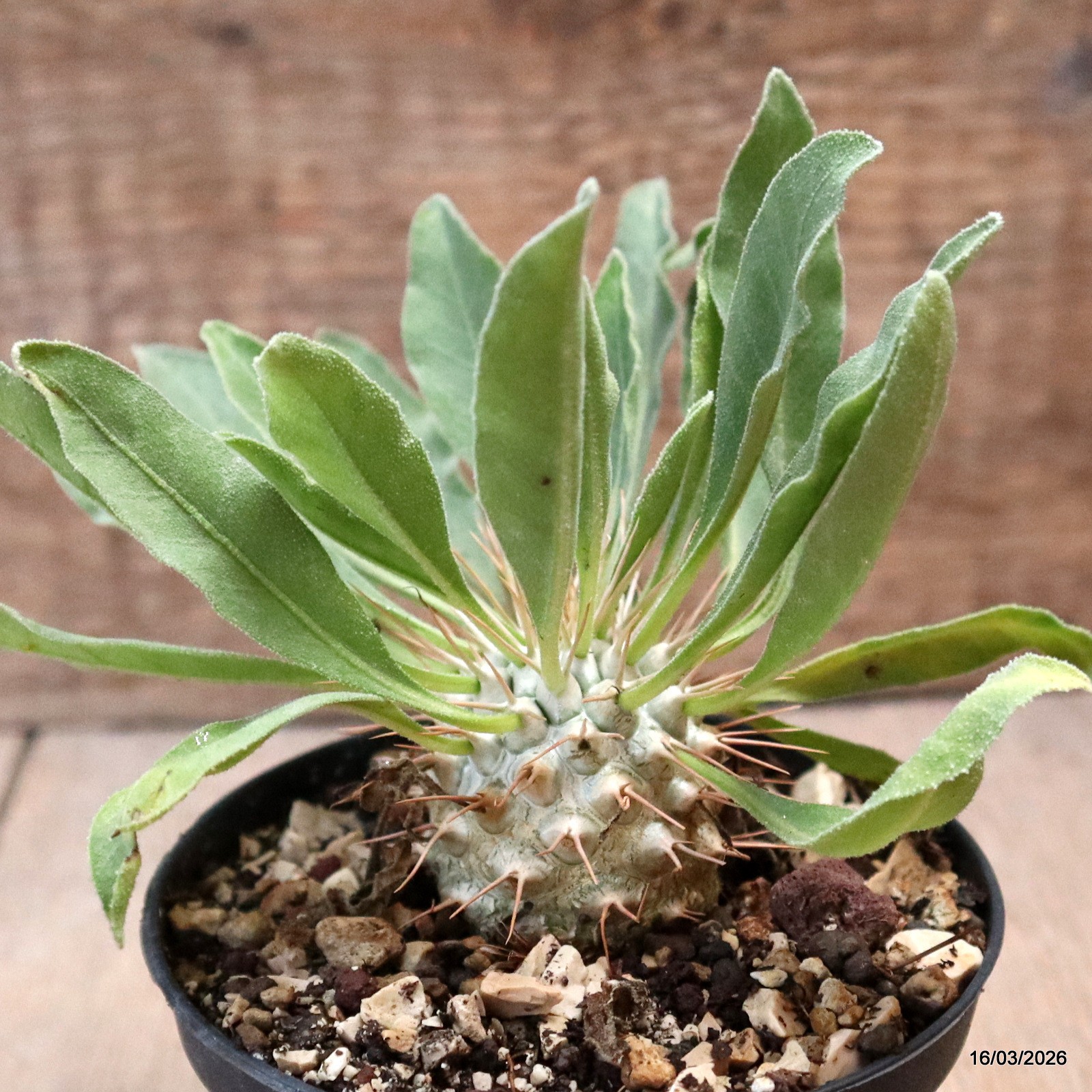 D8022 PACHYPODIUM NAMAQUANUM pot10-H4-W4 cm MaMa Cactus