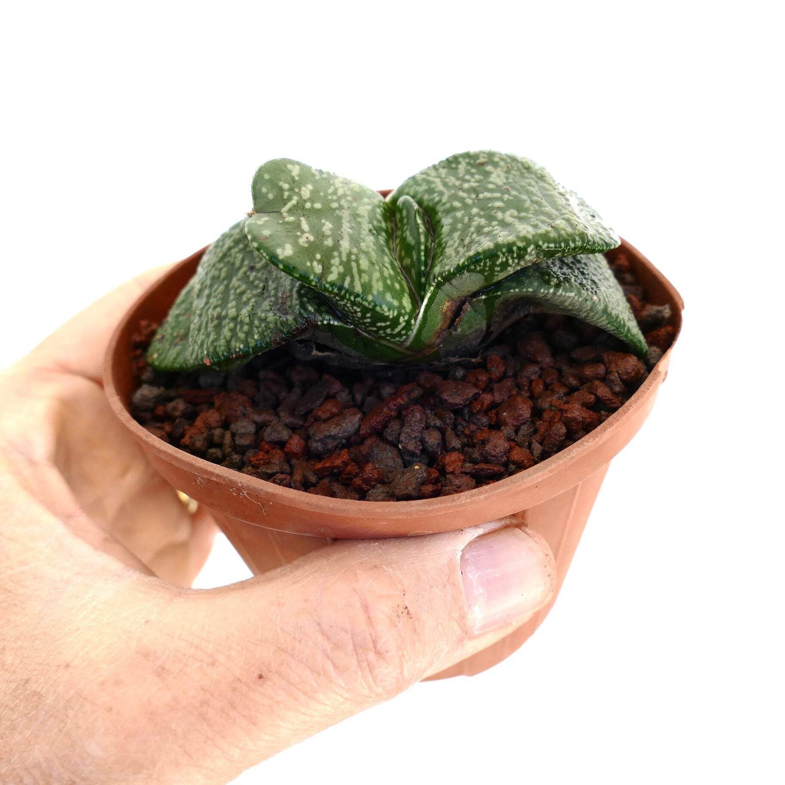 Gasteria armstrongii PEARL (EX CLONE TORRISI SICILY) – Gasteria | Armstrong’s ga